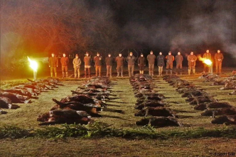Foreigners Hunting Wild Boar in Hungary 1