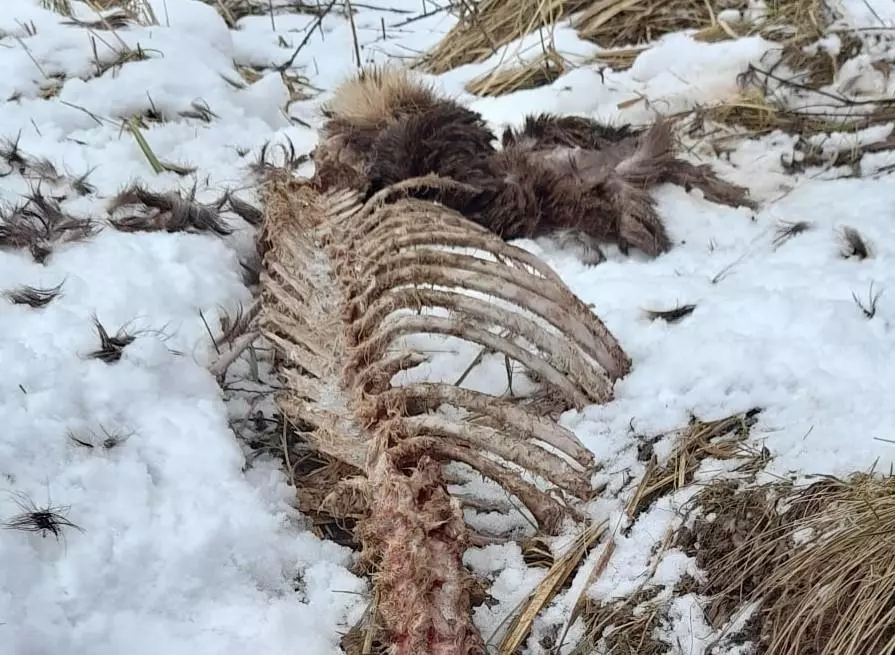 Boneyard Animals Hunting 2