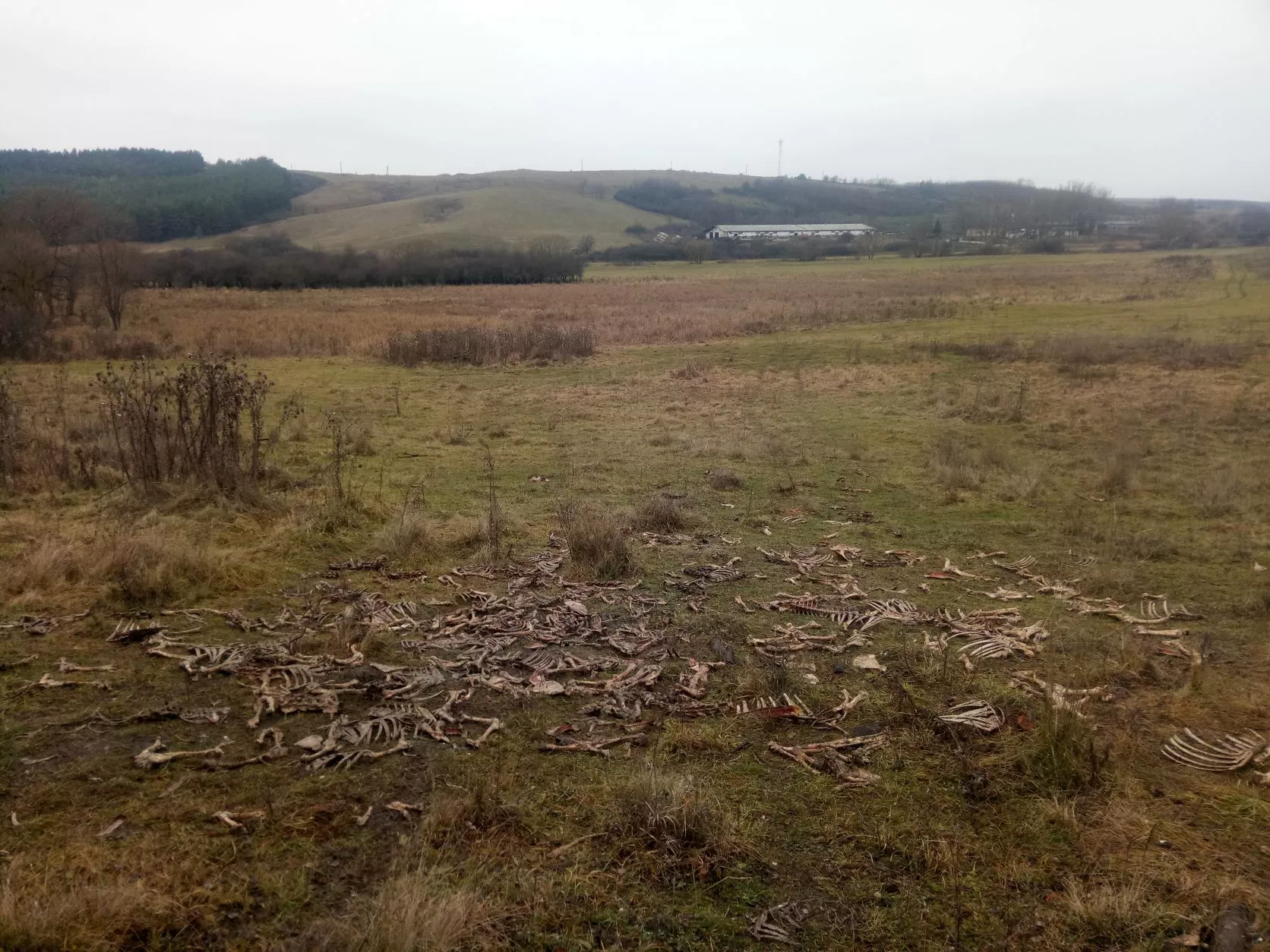 Boneyard Animals Hunting