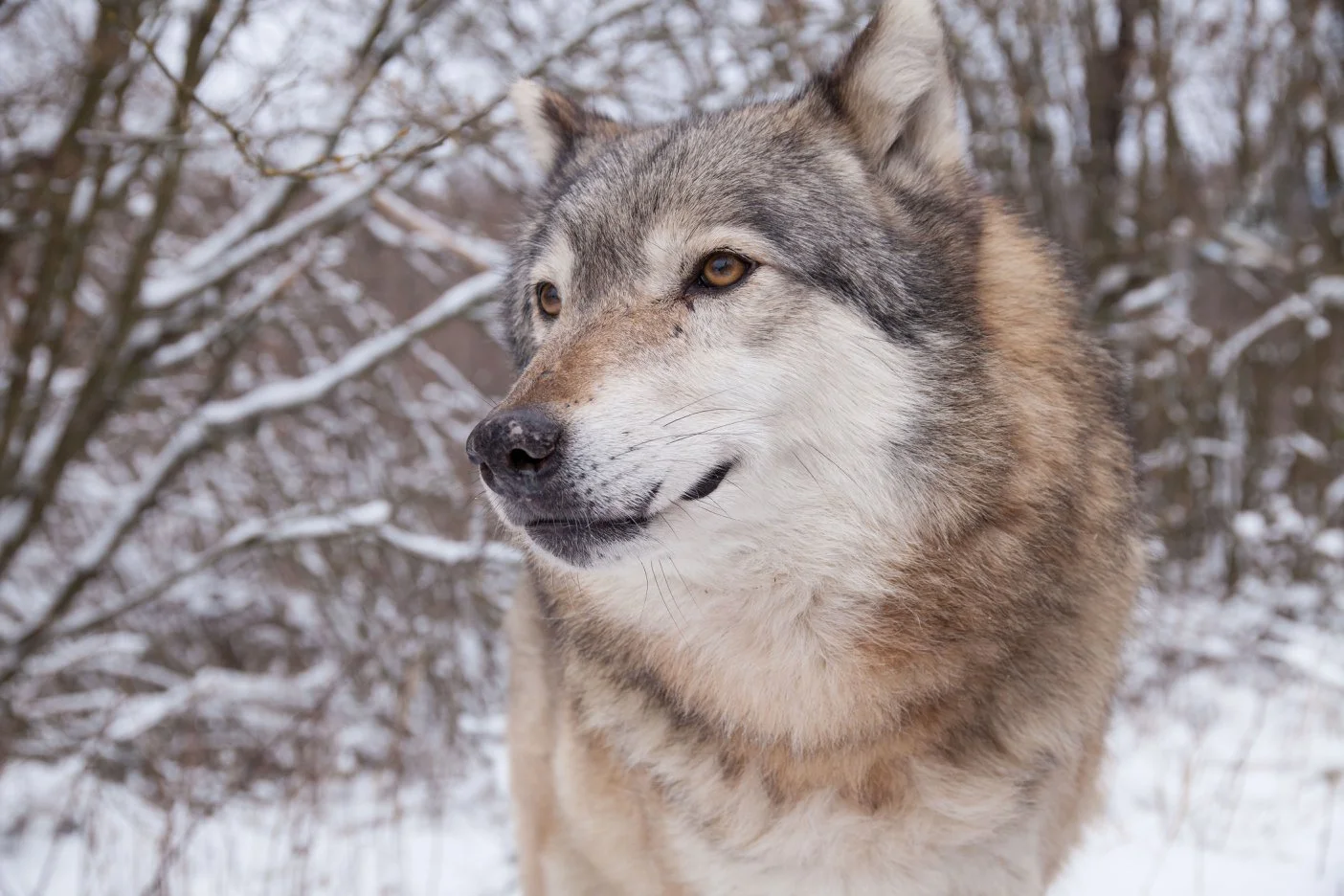 Swiss wolf in Hungary