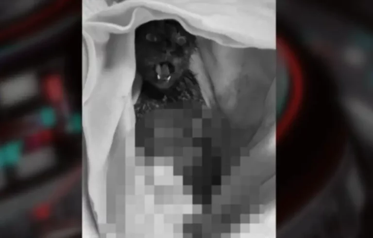 Cat skinned alive in Hungary