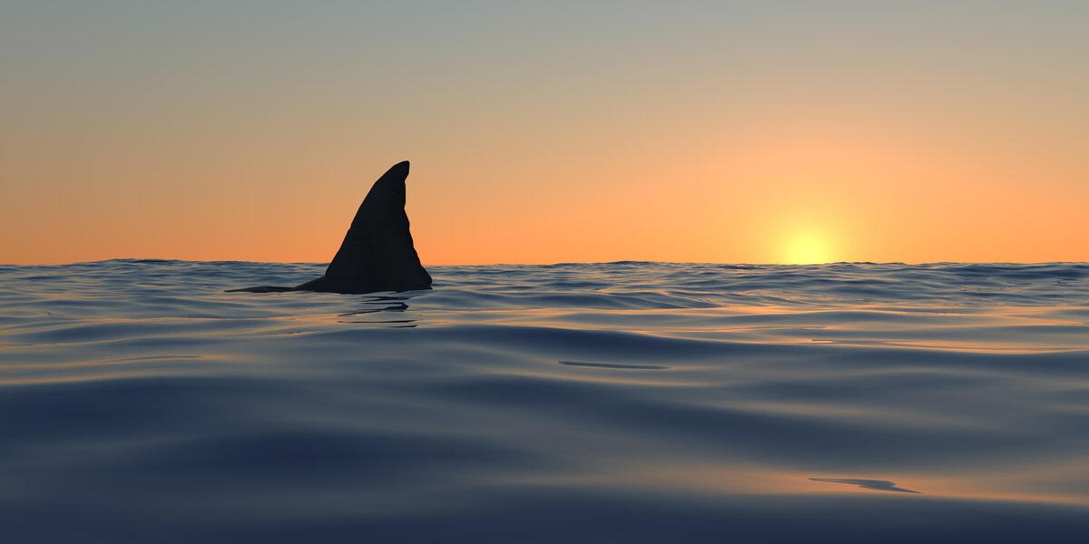 shark in Lake Balaton