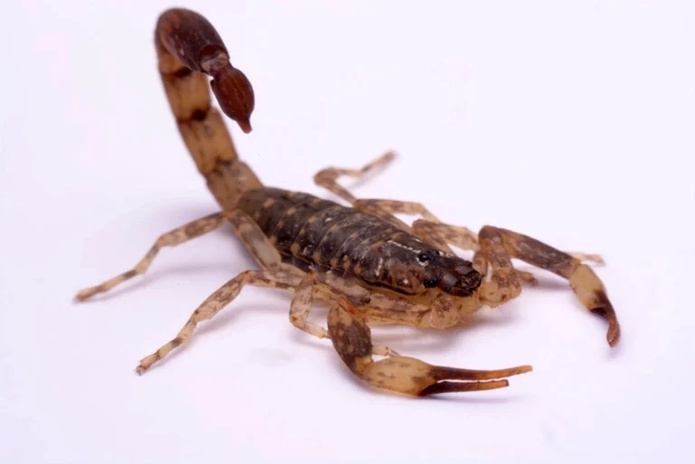 scorpions in hungary euscorpiidae