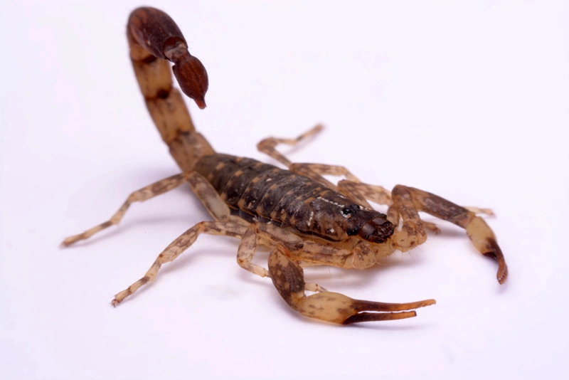 Help researchers collect data about the scorpion frenzy in Hungary!
