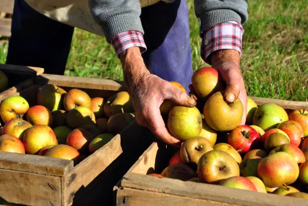 Apple harvest in Hungary plummets to record low amid extreme weather conditions